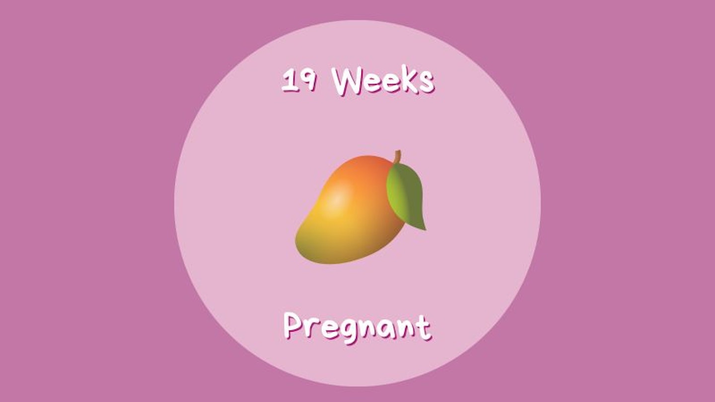19 weeks pregnant