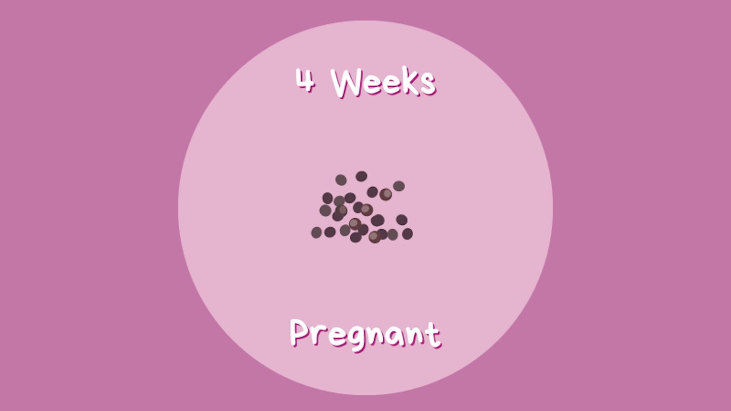 4 weeks pregnant - poppy seeds