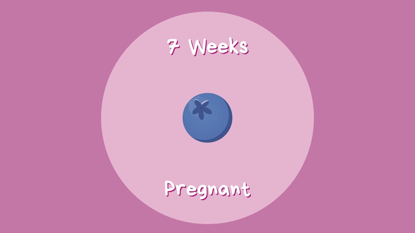 7 Week Pregnant