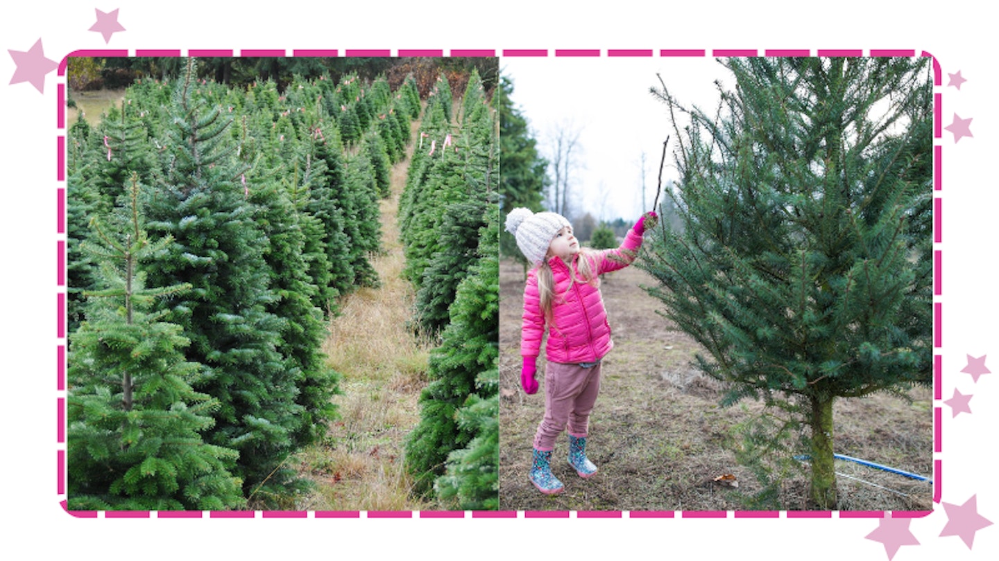 The best Christmas tree farms to visit for that extra sparkle!