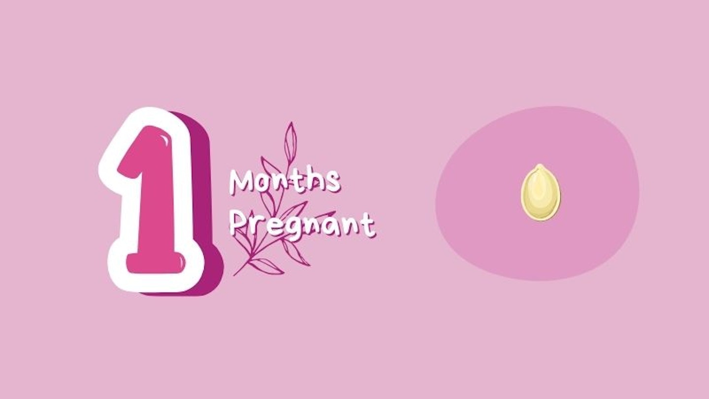 1 month pregnant with pumpkin seed for scale