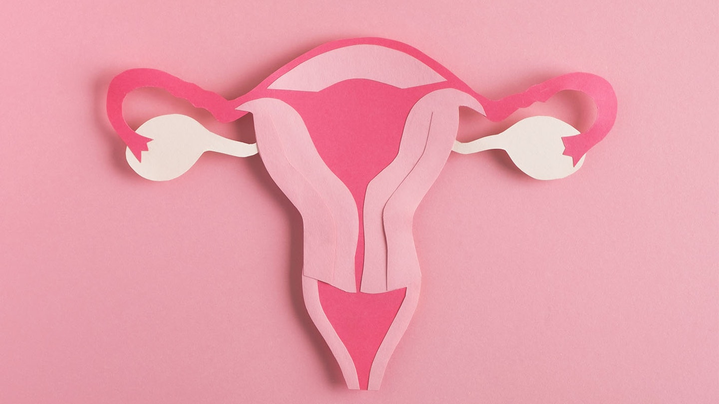 ovarian follicles